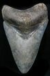 Serrated, Megalodon Tooth - Georgia #32922-1